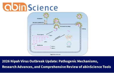 2026 Nipah Virus Outbreak Update: Pathogenic Mechanisms, Research Advances, and Comprehensive Review of abinScience Tools