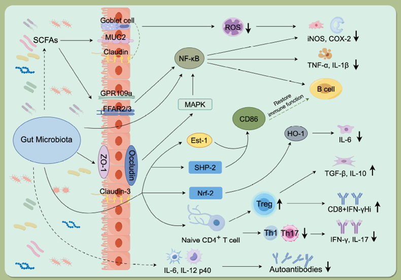 Mechanisms of gut microbiota involvement in autoimmune diseases