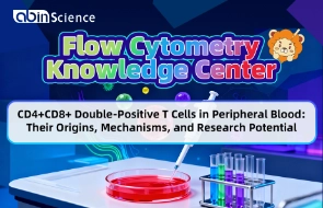 CD4+CD8+ Double-Positive T Cells in Peripheral Blood: Their Origins, Mechanisms, and Research Potential