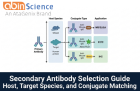 Secondary Antibody Selection Guide: Host, Target Species, and Conjugate Matching