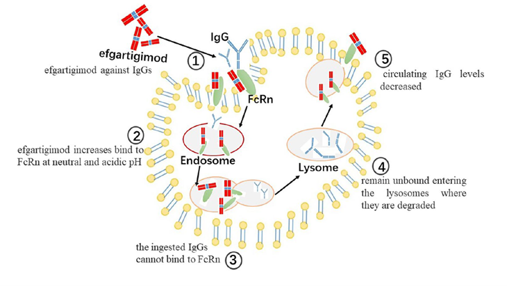 Schematic of efgartigimod’s pharmacological action