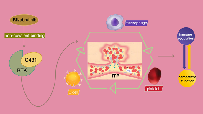 Mechanism of action and clinical translation of rilzabrutinib in ITP