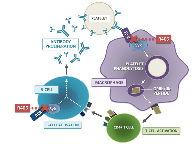 Mechanism of action of fostamatinib’s active metabolite R406 in immune thrombocytopenia