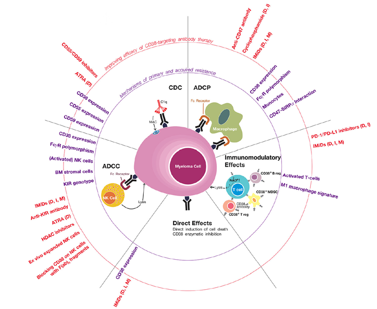 Mechanisms of primary and acquired resistance to anti-CD38 antibodies