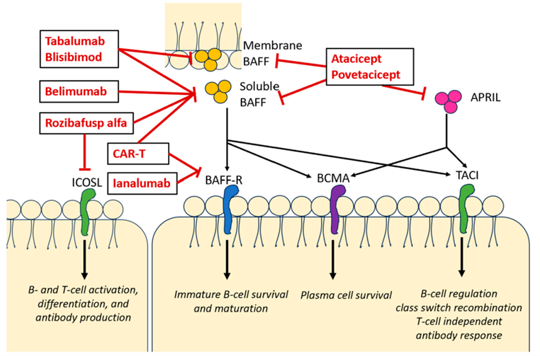 Mechanism of action of anti-BAFF agents
