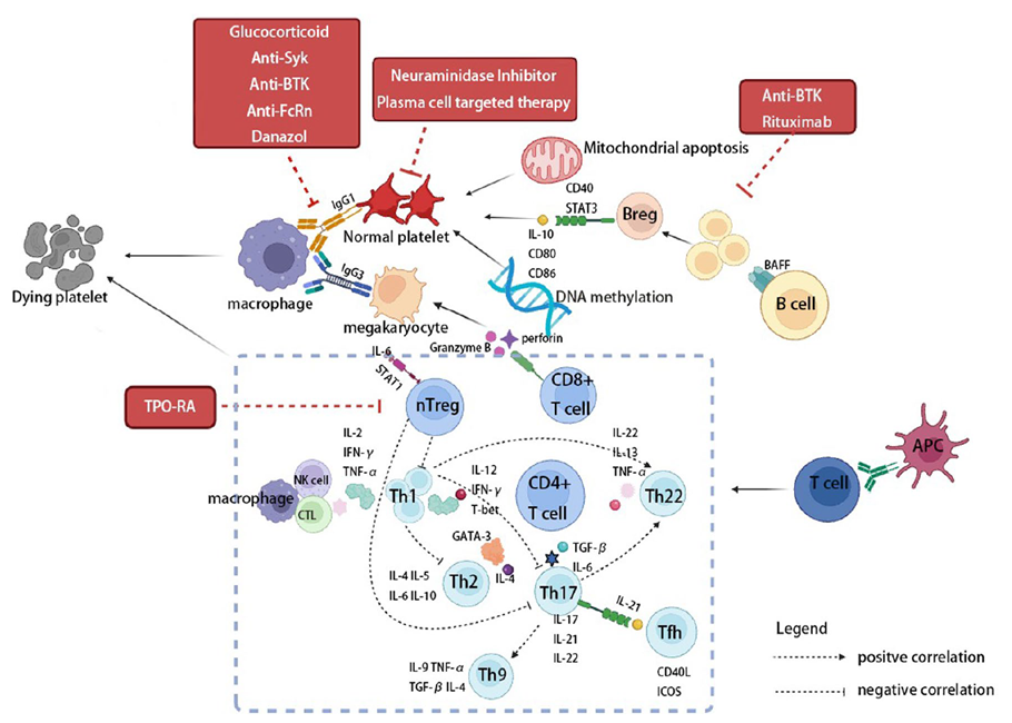 Simplified schematic of ITP pathogenesis and novel therapies