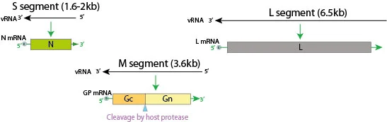 Genome of Hantavirus