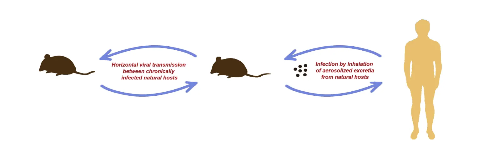Structure of Hantavirus