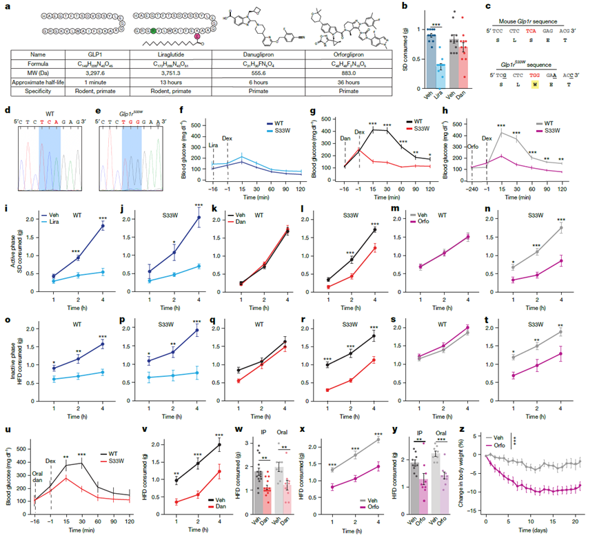 Figure 1. Validation of the small-molecule GLP-1R agonist-responsive mouse model