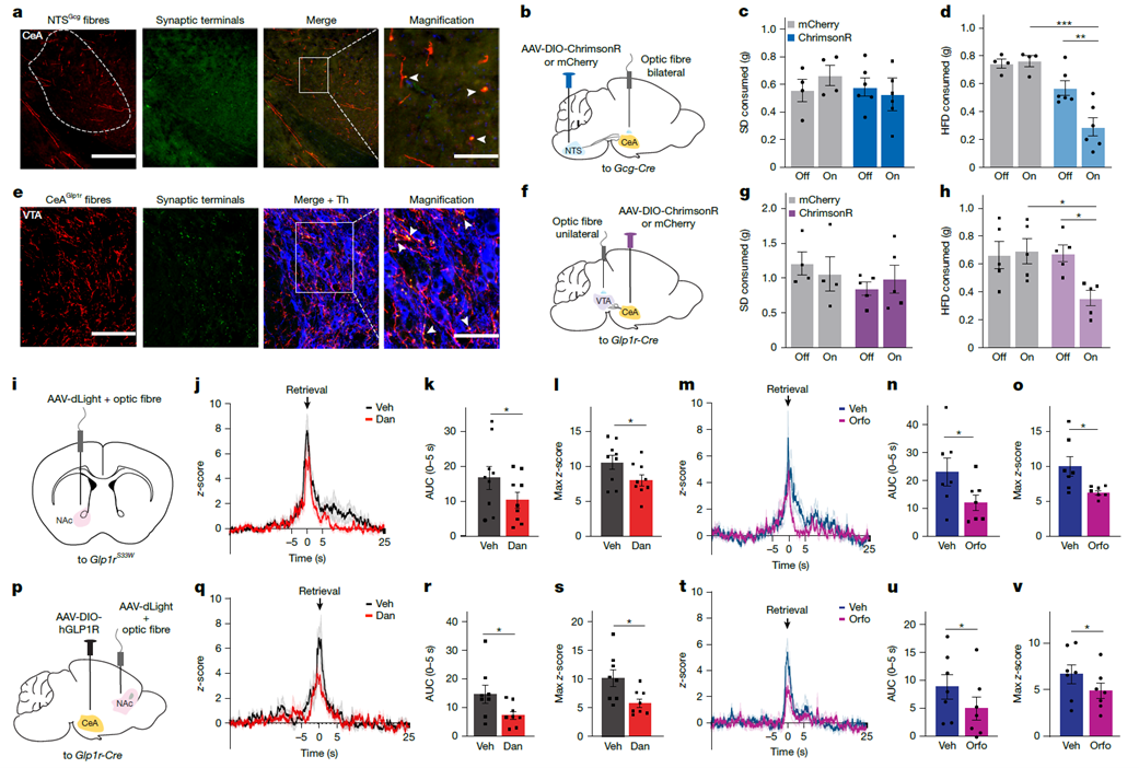 CeA/Glp1r neurons project to the VTA to modulate dopamine output to the NAc in response to high-fat diet (HFD)