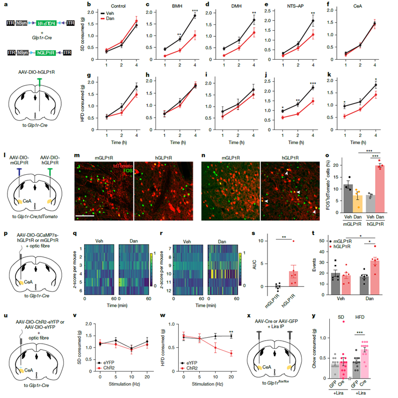 Figure 4. GLP-1 receptors in the CeA