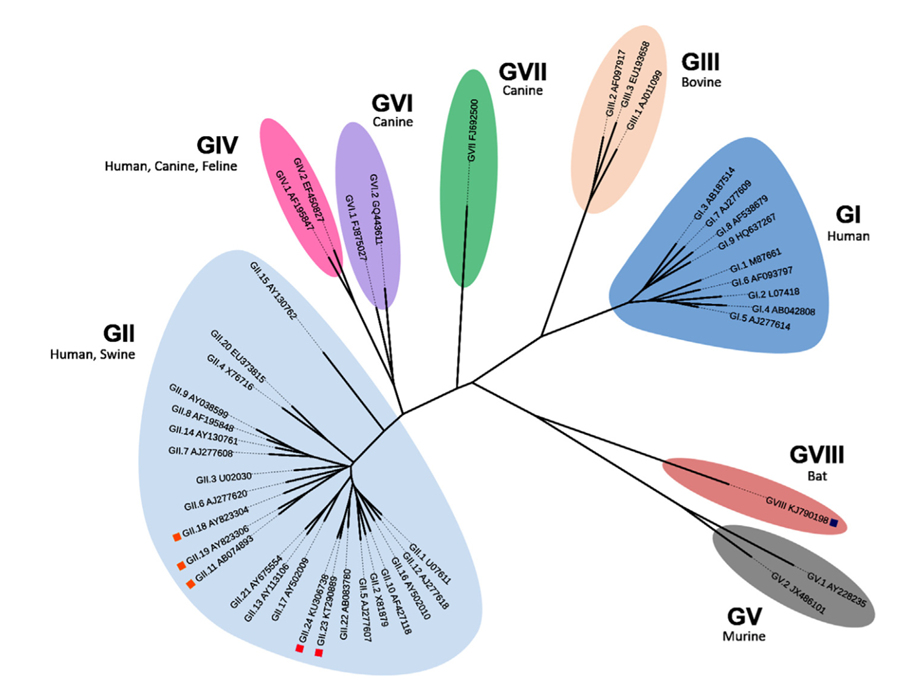 Phylogenetic analysis of complete VP1 amino acid sequences divides noroviruses into eight genogroups (GGI-GVII) and 44 genotypes