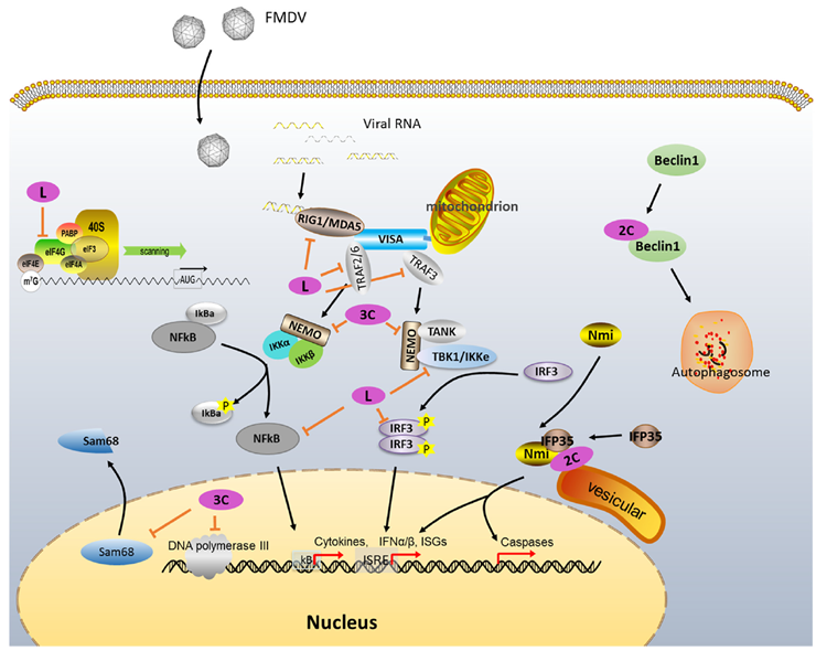Known functions of FMDV non-structural proteins in cellular regulation