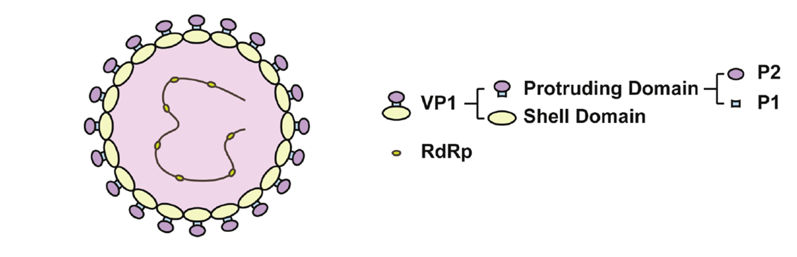 VP1 structural organization: S domain (shell) and P domain (protrusion); the P2 subdomain mediates interaction with host HBGAs