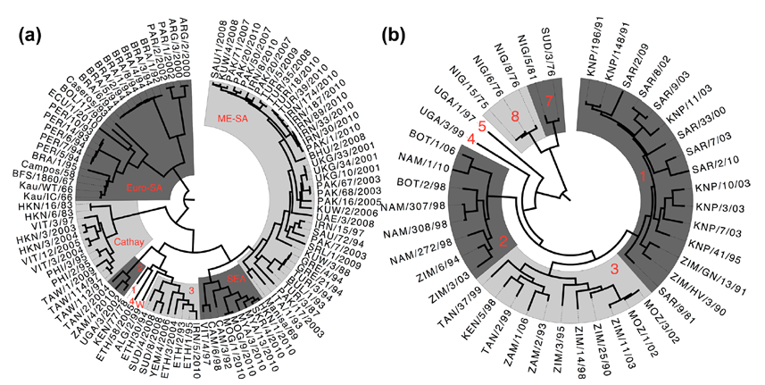 Phylogenetic tree of O-type and SAT1-type serogroups
