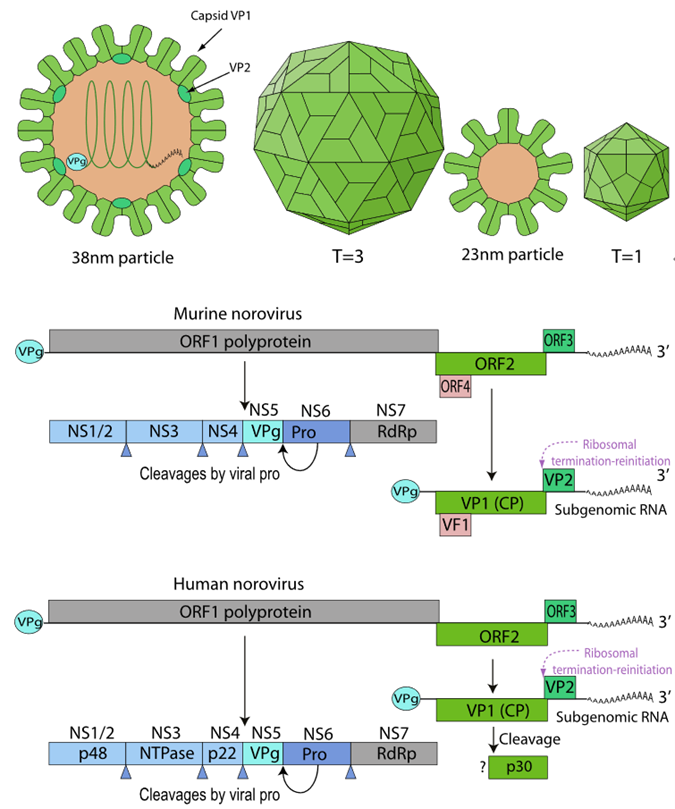 Virus structure and genome organization