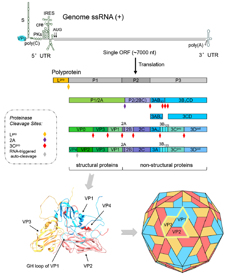 Foot-and-mouth disease virus (FMDV) genome, viral polyprotein processing and structural protein conformation