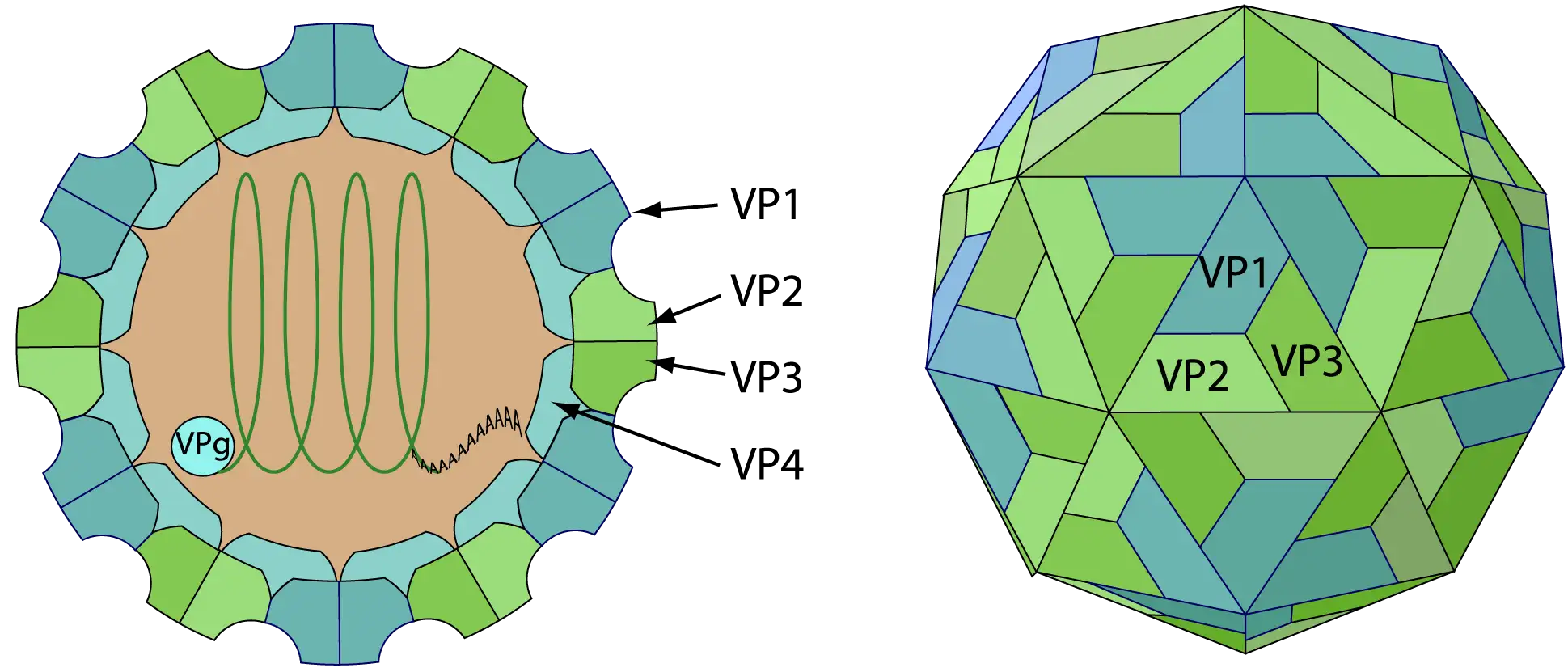 Enterovirus structure
