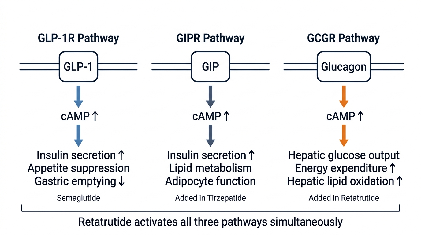 GLP-1R, GIPR, and GCGR receptor signaling pathways — downstream effects of single, dual, and triple incretin agonists