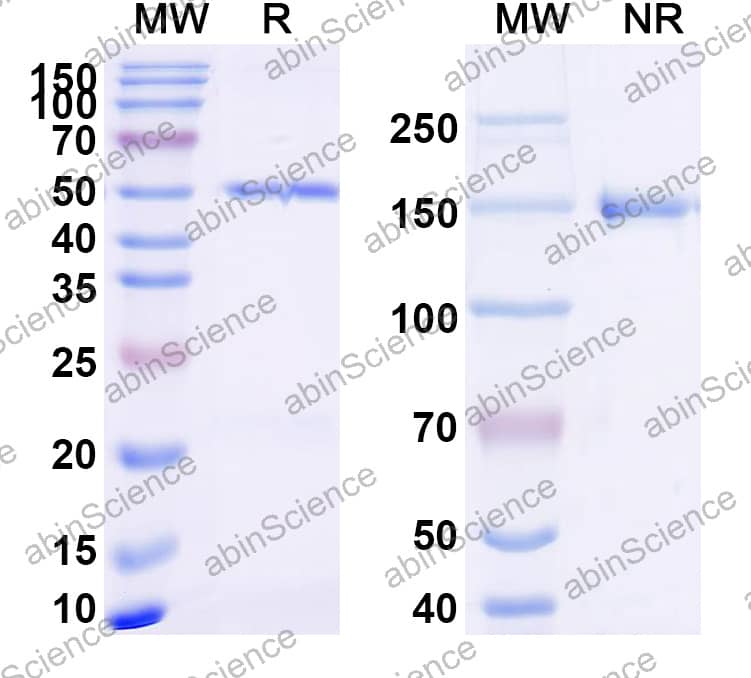 Anti-Dupilumab Non-Neutralizing Antibody (SAA2184)