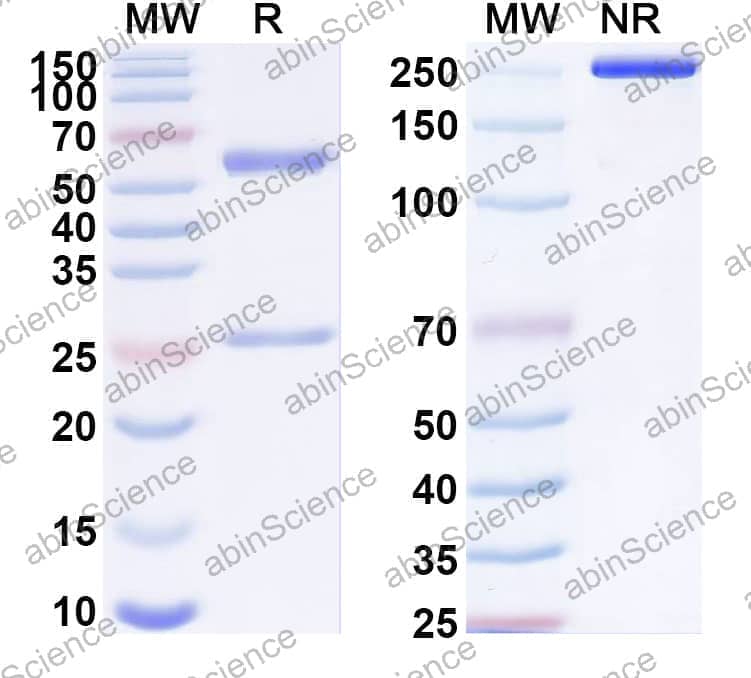Anti-4G7 scFv Monoclonal Antibody (SAA1997)