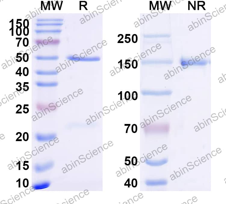 Anti-FMC63 scFv Monoclonal Antibody (SAA2162)