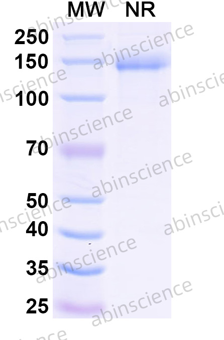 Anti-FMC63 scFv Monoclonal Antibody (SAA2801)