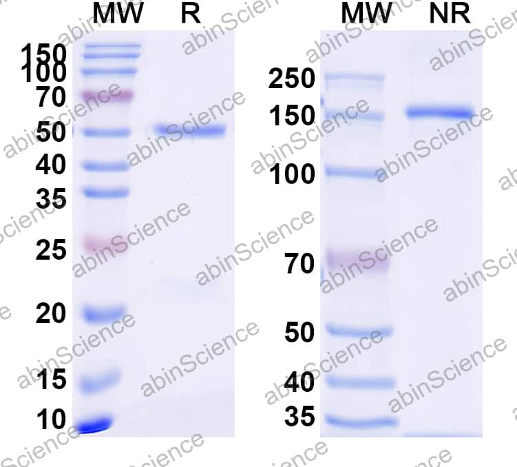 Anti-Nivolumab Neutralizing Antibody (SAA2246)