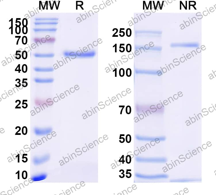 Anti-Nivolumab Neutralizing Antibody (SAA2247)