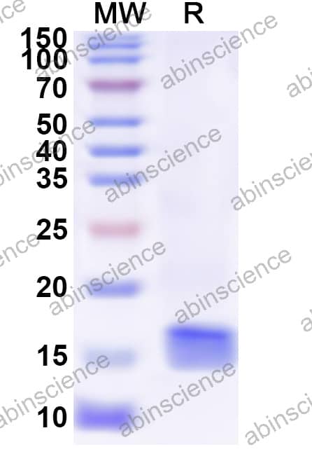 Recombinant Bovine LALBA/Bos d 4 Protein, N-His