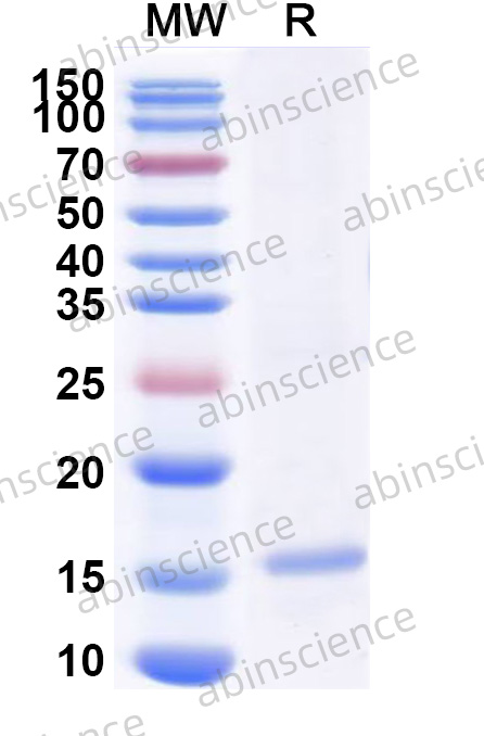 Recombinant Dog NGF/Beta-NGF Protein, N-His