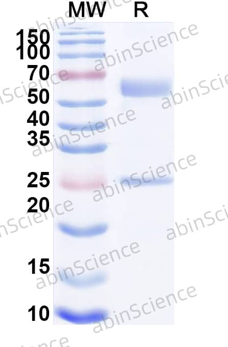Feline IgA, kappa Isotype Control antibody (HyHEL-10)