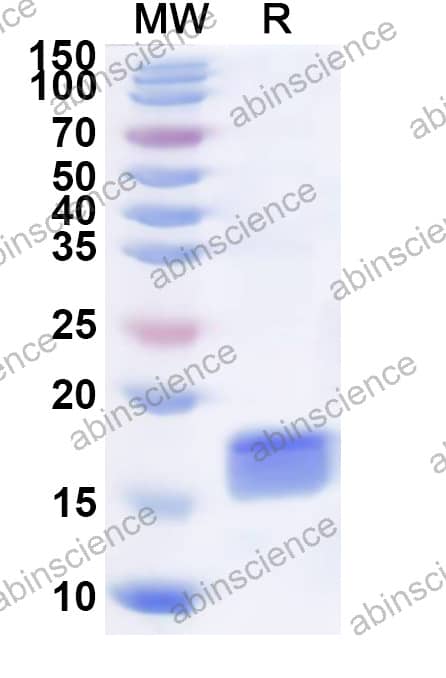 Recombinant Cat IL17A Protein, N-His