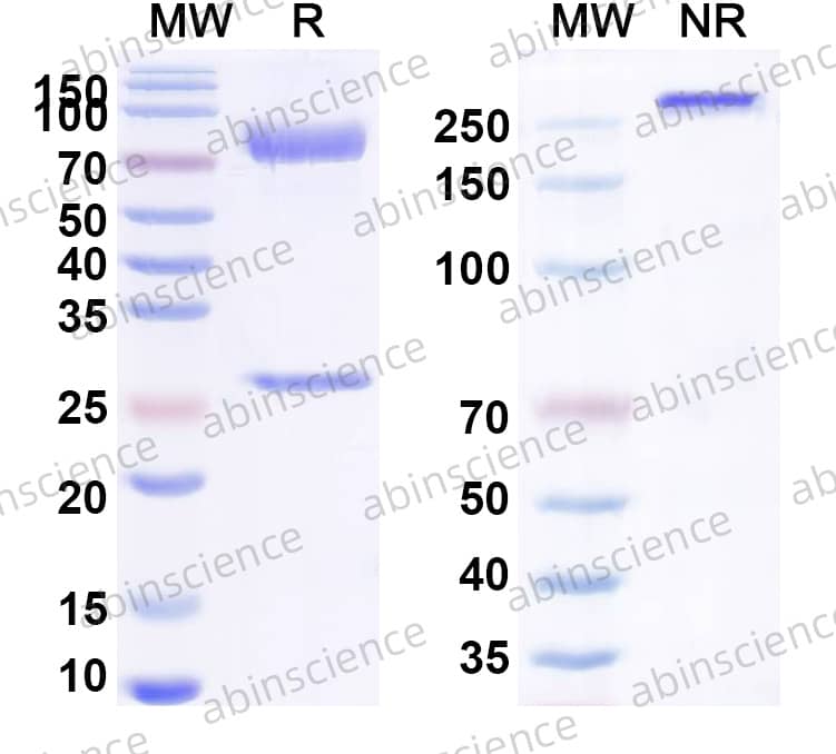 Feline IgE, kappa Isotype Control antibody (HyHEL-10)