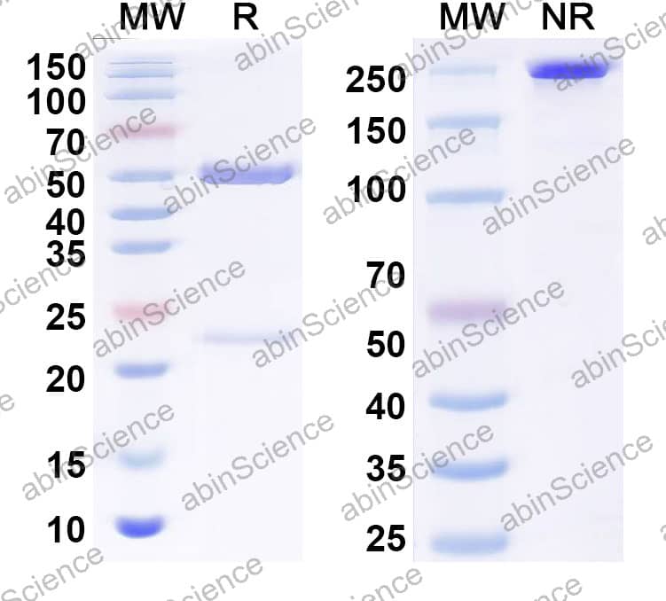 Anti-OVA/Ovalbumin Antibody (SAA2533)