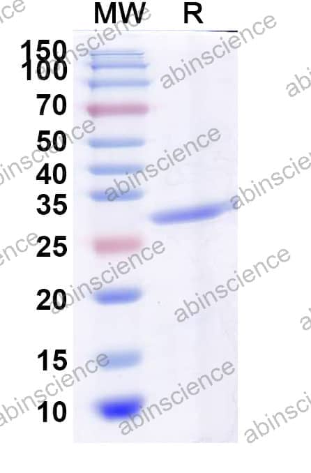 Recombinant Human MUC4 Protein, N-GST