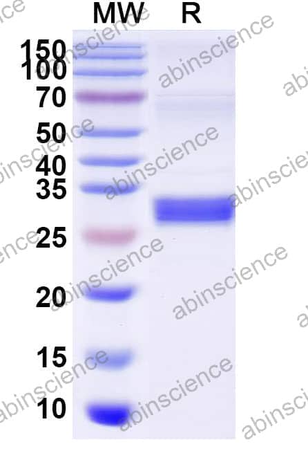 Recombinant Human MUC4 Protein, N-GST