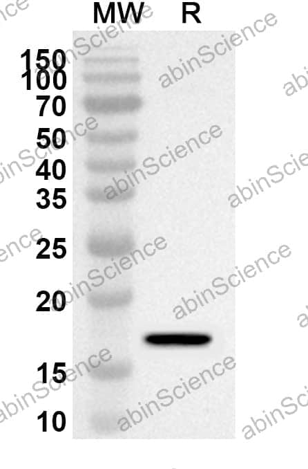 Anti-Human UVRAG Polyclonal Antibody