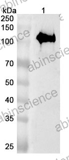 Anti-Human AMER1 Polyclonal Antibody