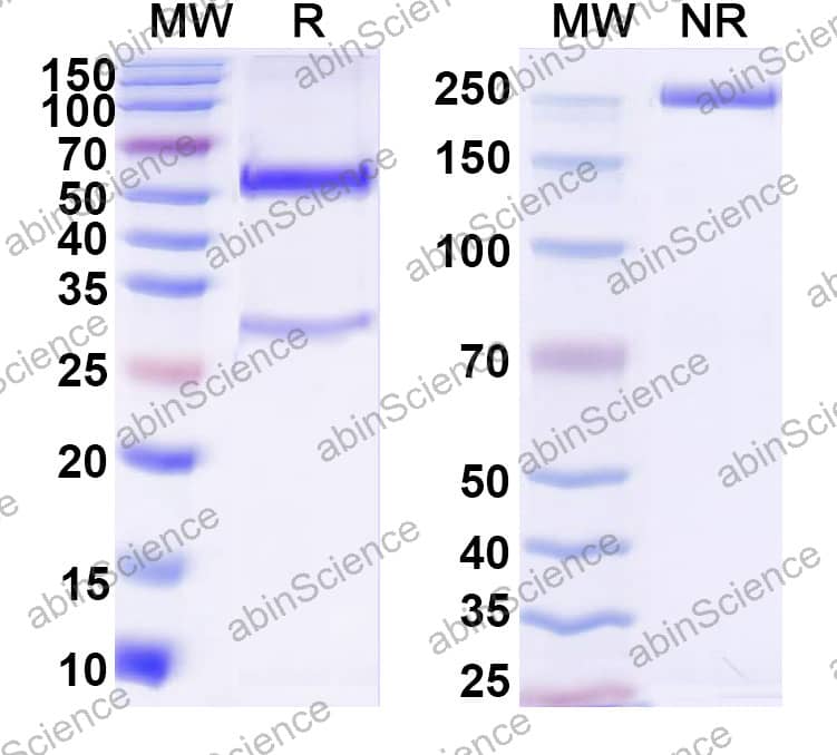 Anti-UNC5B Antibody (YW88)