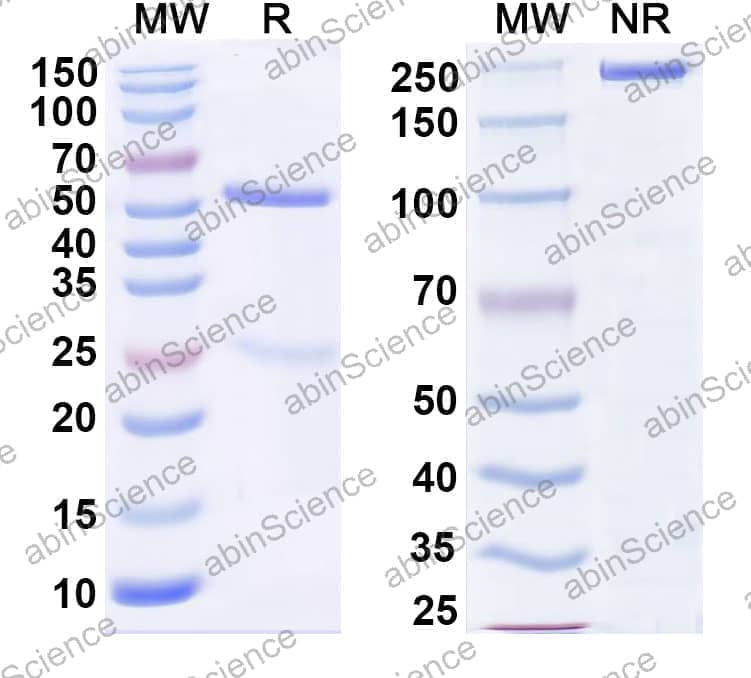 Anti-Human CD127/IL7R Antibody (4A10)