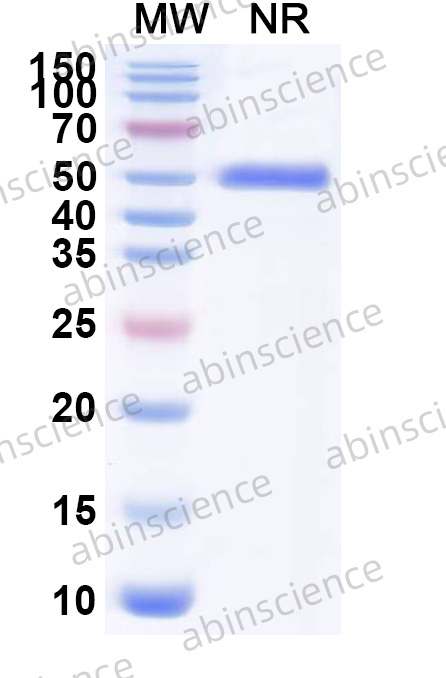 Research Grade Anti-Human CD30/CD16 Antibody (AFM13)