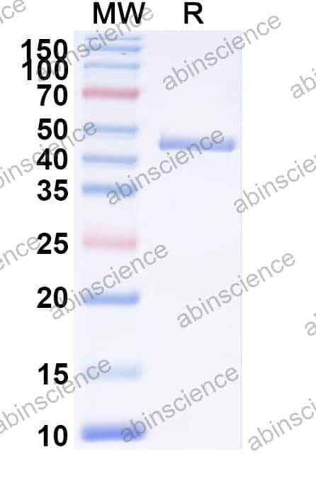 Recombinant Human CD227/MUC1 Protein, N-Fc