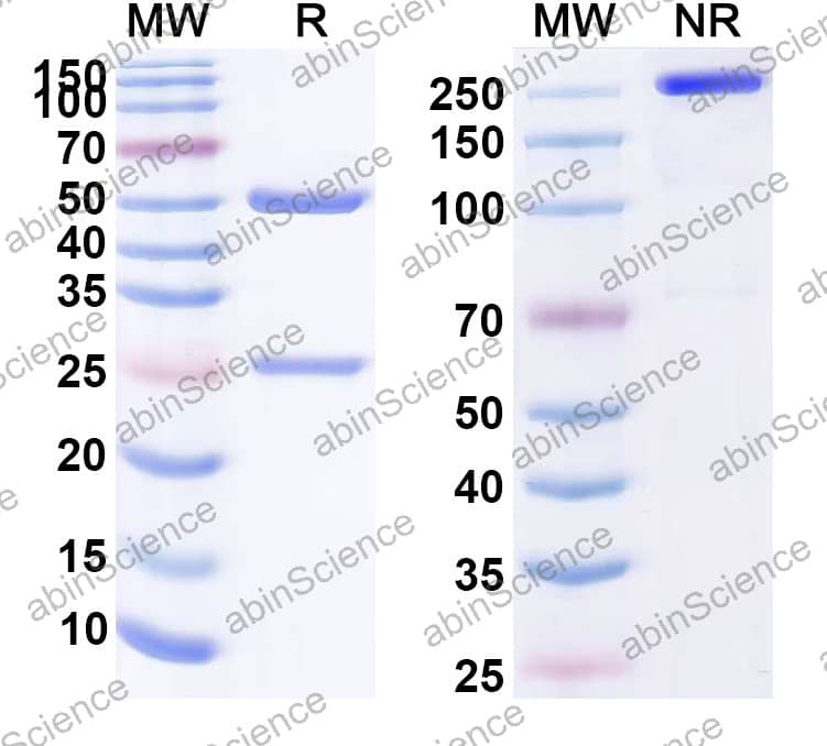 Anti-CD227/MUC1 Antibody (HT186-D11)