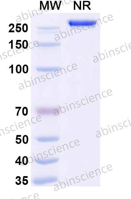 Research Grade Adecatumumab