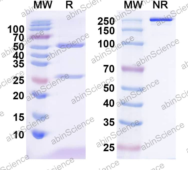 Research Grade Catumaxomab