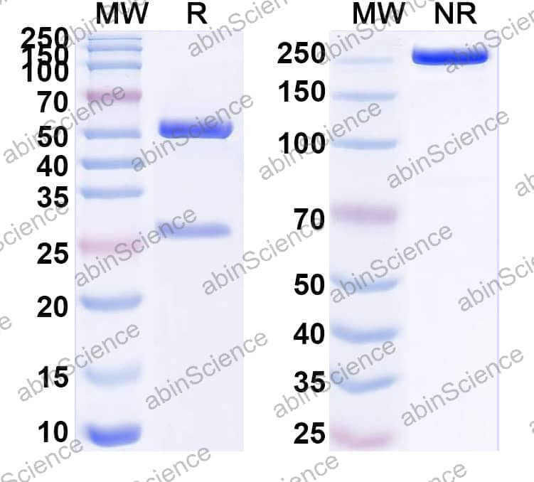 Anti-Human ERBB3/HER3 Antibody (SAA2064)