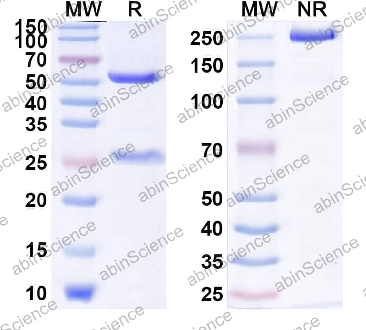Research Grade Seribantumab
