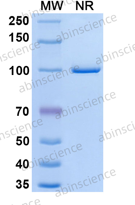 Research Grade Emerfetamab