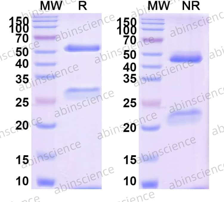 Research Grade Tegoprubart